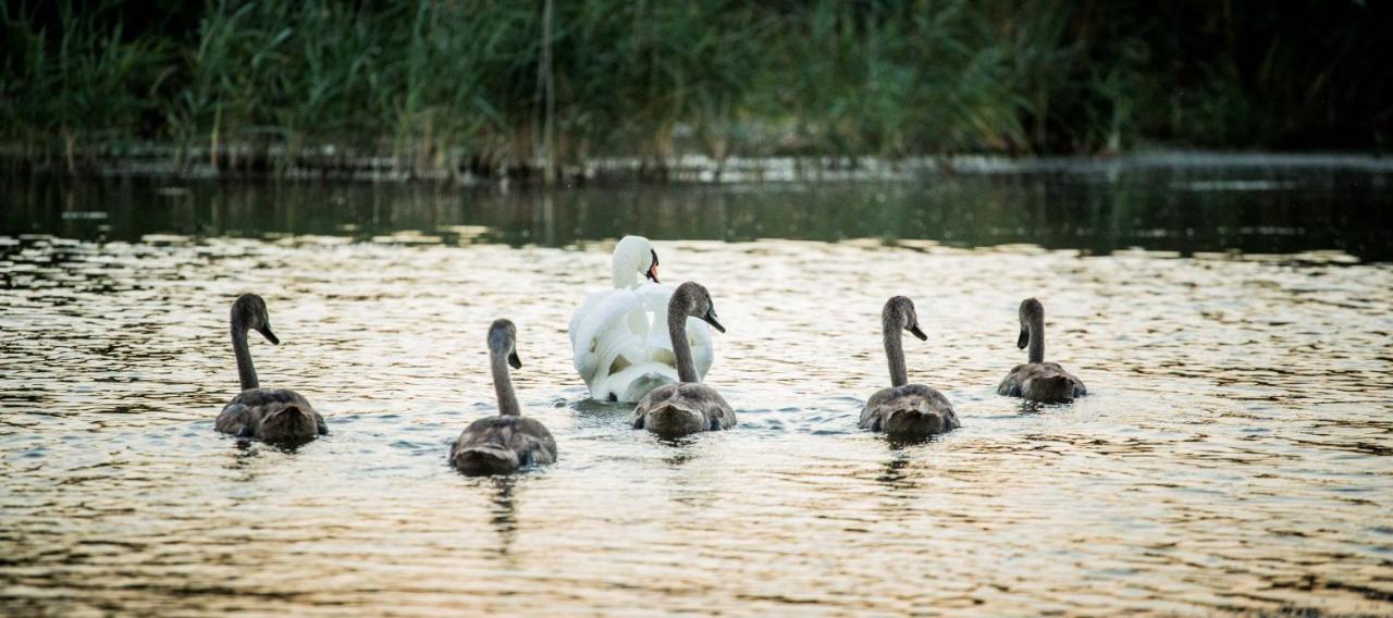 Pensiunea Nest Dunavăţu de Jos Dış mekan fotoğraf