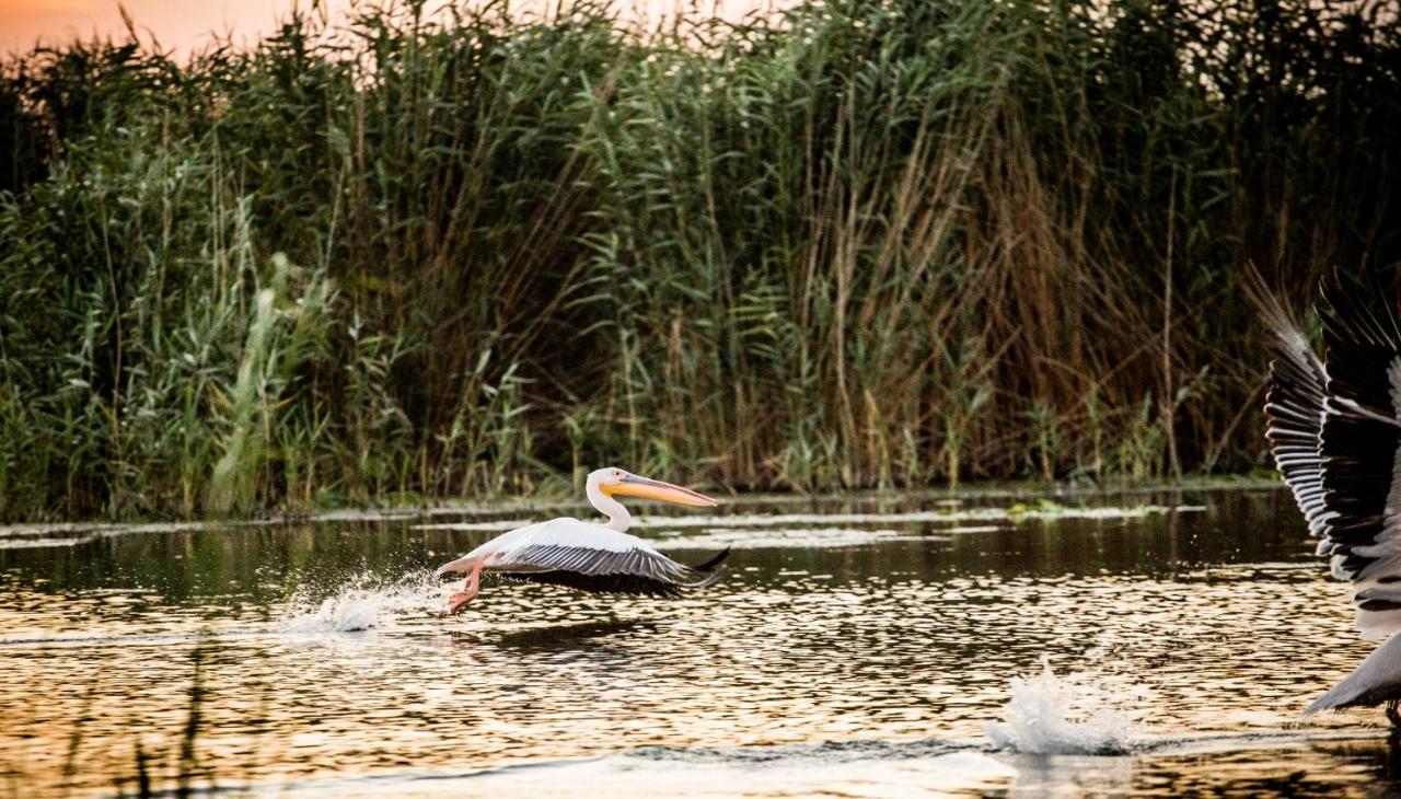 Pensiunea Nest Dunavăţu de Jos Dış mekan fotoğraf