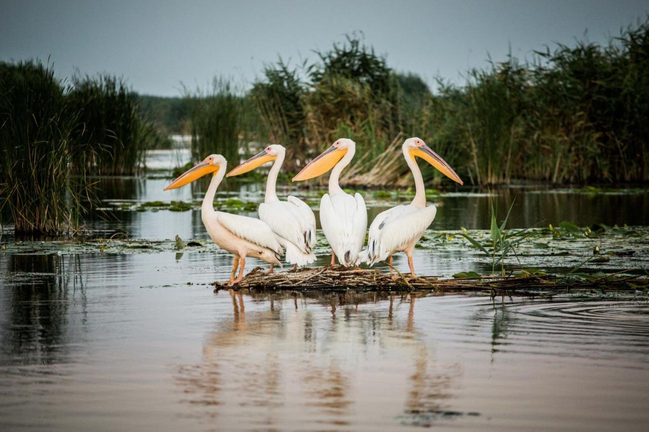 Pensiunea Nest Dunavăţu de Jos Dış mekan fotoğraf